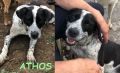 REGALO ATHOS SIMIL POINTERINO 2 ANNI